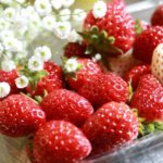 タルギボンボン(韓国スイーツ)が日本で食べられるお店を紹介♪